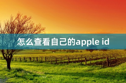 怎么查看自己的apple id